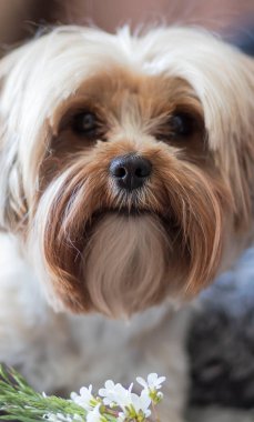 Yorkie cinsi bir köpeğin portresi. Kanepede yatıyor..