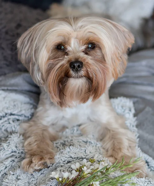 Portrait Yorkie Breed Dog Lies Couch — Φωτογραφία Αρχείου