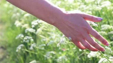 Tarladaki genç bir kız çiçeklere eliyle dokunuyor. Güzel yaz günü.