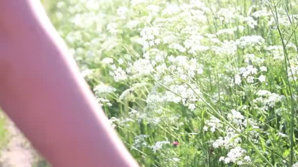 Una Joven Del Campo Toca Flores Con Mano Verano Hermoso — Vídeos de Stock