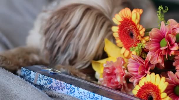 Blumen Ein Hund Und Geschenke Liegen Auf Den Decken — Stockvideo