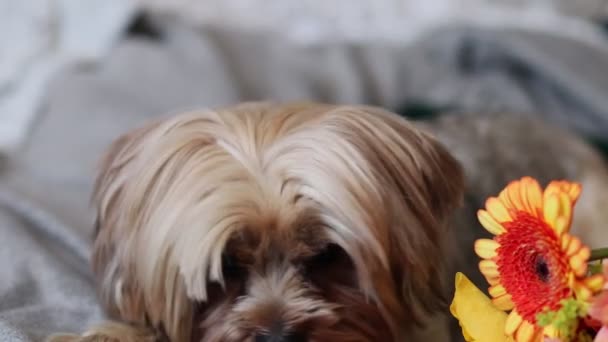 Bloemen Een Hond Geschenken Liggen Dekens — Stockvideo