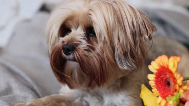 Bloemen Een Hond Geschenken Liggen Dekens — Stockvideo