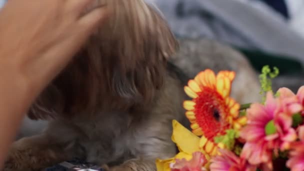 Квіти Собака Подарунки Лежать Ковдрах — стокове відео