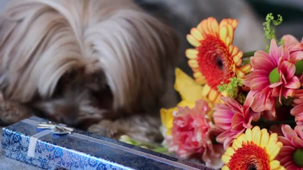 Flores Perro Regalos Yacen Las Mantas — Vídeos de Stock