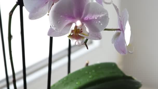 Frische Und Getrocknete Blumen Sie Stehen Auf Einem Holztisch Und — Stockvideo