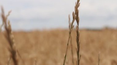 Sarı buğday tarlası.