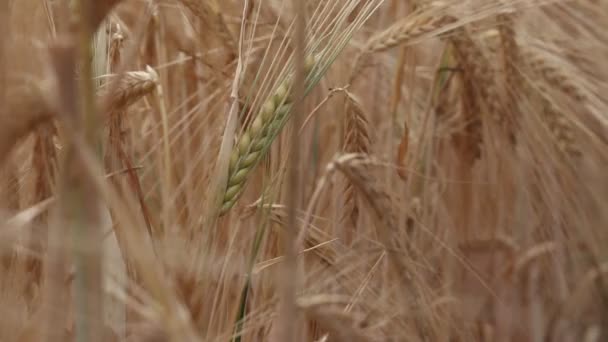 Zomerveld Van Gele Tarwe — Stockvideo