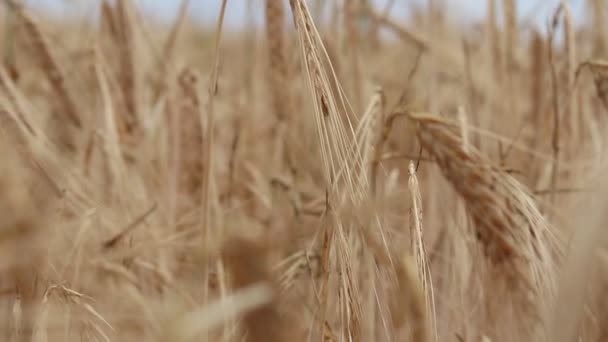 Zomerveld Van Gele Tarwe — Stockvideo