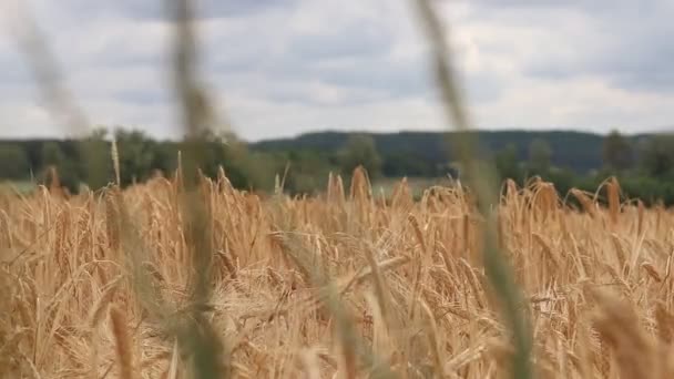 Sommerfeld Aus Gelbem Weizen — Stockvideo