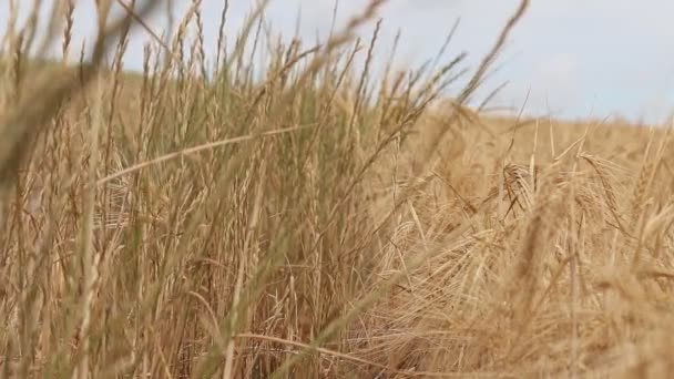 Campo Verão Trigo Amarelo — Vídeo de Stock