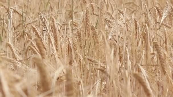 Zomerveld Van Gele Tarwe — Stockvideo