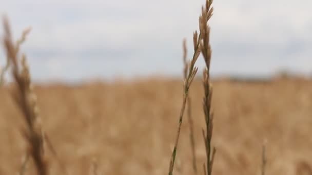 Campo Verão Trigo Amarelo — Vídeo de Stock