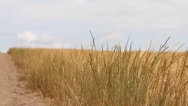 Zomerveld Van Gele Tarwe — Stockvideo