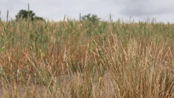 Campo Verão Trigo Amarelo — Vídeo de Stock