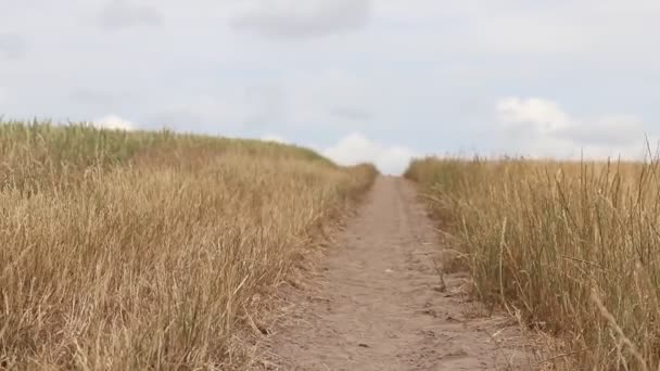 Zomerveld Van Gele Tarwe — Stockvideo