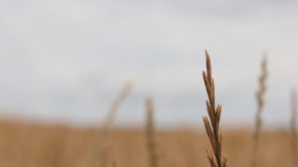 Zomerveld Van Gele Tarwe — Stockvideo