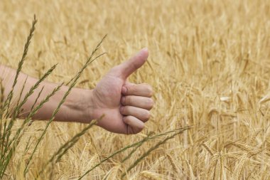 Bir buğday tarlasının arka planında başparmak işareti.