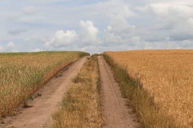 Yaz buğday tarlası. Dikenler sarı-altın sarısı. Ve tarla boyunca bir yol var