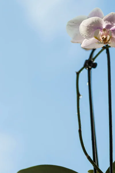 Orchidée Phalaenopsis Contre Ciel Bleu — Photo