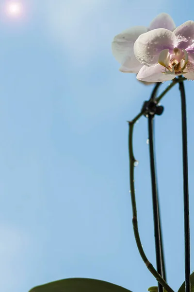 Orchidée Phalaenopsis Contre Ciel Bleu — Photo