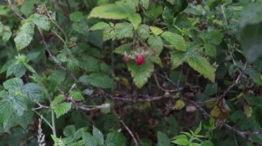 Kırmızı böğürtlenli ahududu çalıları. Bahçe bahçesinde olgun böğürtlenler. Ahududulu kırmızı böğürtlenler. Yaz bahçesinde olgun meyveler.
