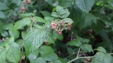 Kırmızı böğürtlenli ahududu çalıları. Bahçe bahçesinde olgun böğürtlenler. Ahududulu kırmızı böğürtlenler. Yaz bahçesinde olgun meyveler.