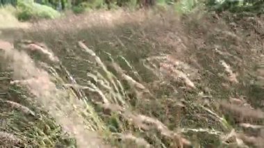 Uzun yeşil çimenler rüzgarda hareket ediyor. Yaz havası