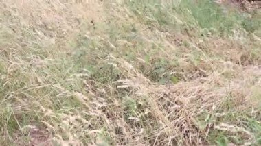 Uzun yeşil çimenler rüzgarda hareket ediyor. Yaz havası