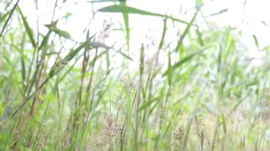 Uzun yeşil çimenler rüzgarda hareket ediyor. Yaz havası