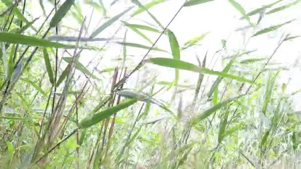 Grand Gazon Vert Déplace Dans Vent Météo Estivale — Video