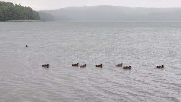 Πάπιες Κολυμπούν Μια Μεγάλη Όμορφη Λίμνη Άγρια Πάπιες — Αρχείο Βίντεο