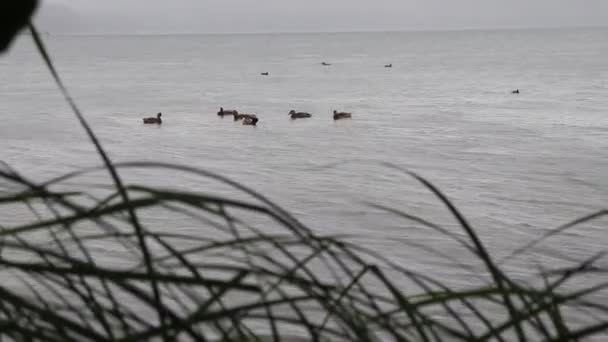 Ducks Swim Large Beautiful Lake Wild Ducks — Stock Video