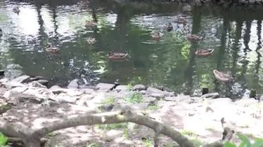 Ördekler gölde yüzer. Gölün etrafında güzel bir park var..