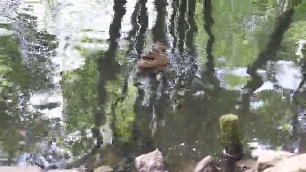 鸭子在湖中游泳 湖边有一个漂亮的公园 — 图库视频影像