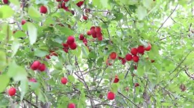 Olgun sulu kırmızı erikler. Hasat et. Ağaca yüklen..