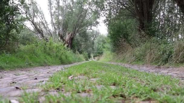 Viejo Camino Está Bordeado Grandes Piedras Hierba Crece — Vídeo de stock