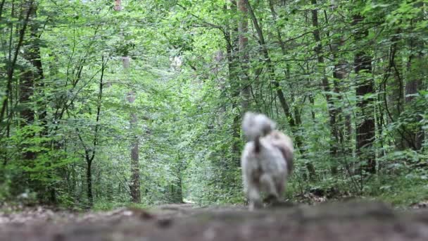 Περπατήστε Σκυλί Yorkie Στο Δάσος Καλοκαιρινό — Αρχείο Βίντεο