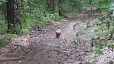 Yorkie köpeğiyle ormanda yürü. Yaz havası