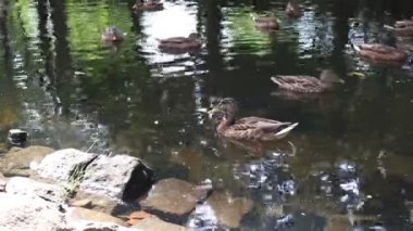 Vahşi ördekler gölde yüzer. Yaz havası.