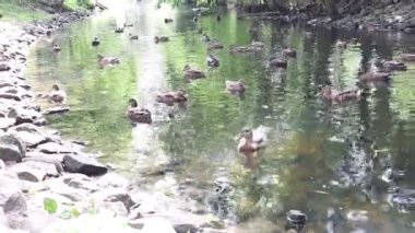 Vahşi ördekler gölde yüzer. Yaz havası.
