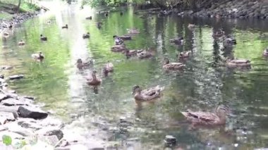 Vahşi ördekler gölde yüzer. Yaz havası.