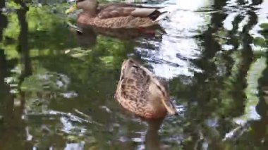 Vahşi ördekler gölde yüzer. Yaz havası.