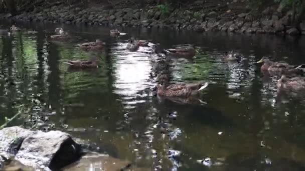 Anatre Selvatiche Nuotano Nel Lago Tempo Estivo — Video Stock