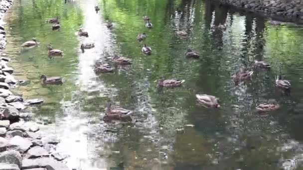 野生のアヒルは湖で泳ぐ 夏の天気 — ストック動画