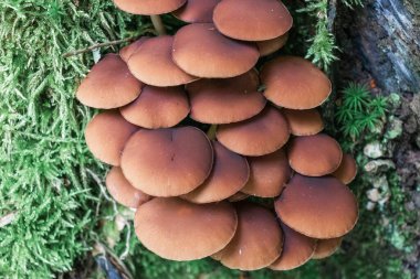 Zehirli mantarlar kütüğün üzerinde yetişir. Güzel yeşil orman