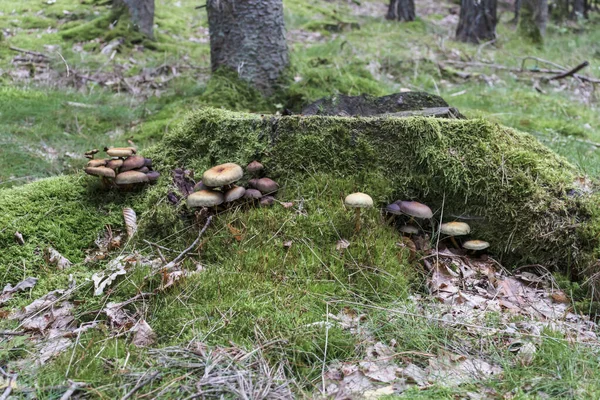 Mérgező Gombák Nőnek Csonkon Gyönyörű Zöld Erdő — Stock Fotó