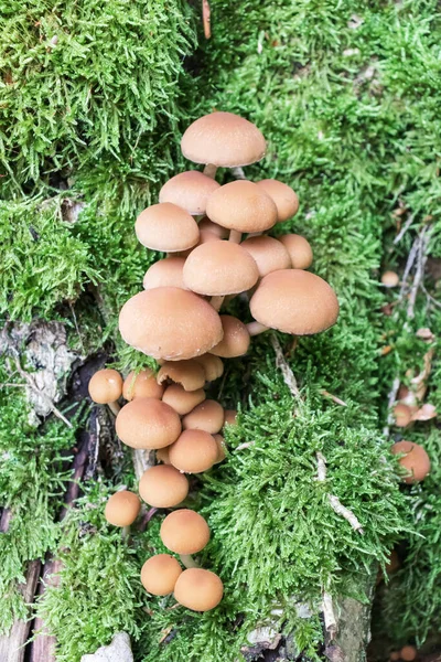 Las Setas Venenosas Crecen Tocón Hermoso Bosque Verde — Foto de Stock