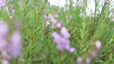 Heather ormanda çiçek açar. Ormanda ya da bahçelerde açarlar.