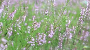Heather ormanda çiçek açar. Ormanda ya da bahçelerde açarlar.
